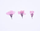 12pcs real Cherry blossoms dried flower pressed flower, embossed plant specimen