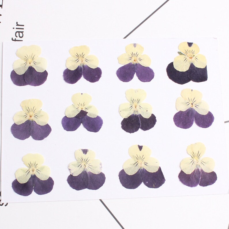 12pcs real Sweet pansy Cherry blossoms dried flower pressed flower, embossed plant specimen