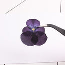 12pcs real Sweet pansy Cherry blossoms dried flower pressed flower, embossed plant specimen