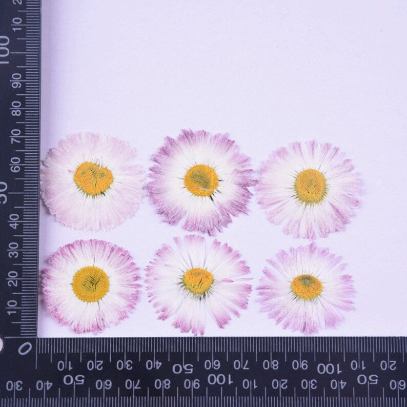 12pcs Daisy dried flower pressed flower,Real flower, embossed plant specimen