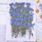 50pcs Forget-me-not dried flowers, real forget-me-not pressed flowers