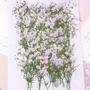 8pcs Gypsophila, dry flower pressed flower, dried flower