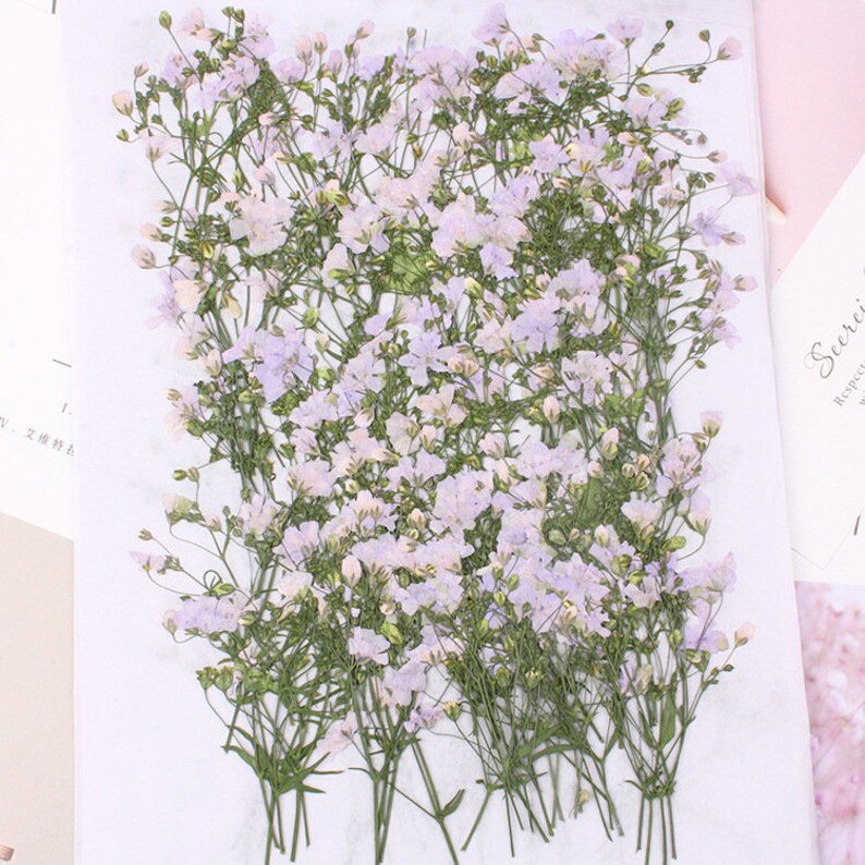 8pcs Gypsophila, dry flower pressed flower, dried flower