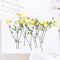 8pcs Gypsophila, dry flower pressed flower, dried flower