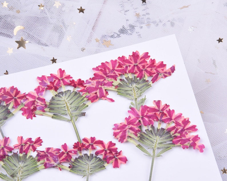 6pcs Cherry blossoms Pressed flower diy material flowers dried flowers