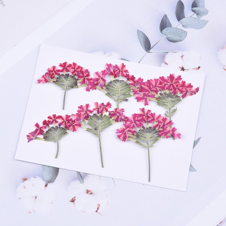 6pcs Cherry blossoms Pressed flower diy material flowers dried flowers