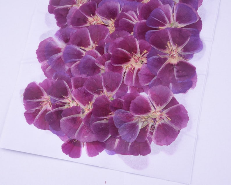 6pcs Pressed flower diy material flowers dried flowers