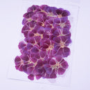 6pcs Pressed flower diy material flowers dried flowers