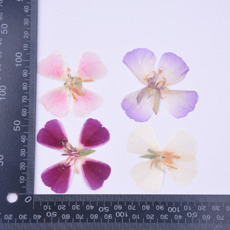 6pcs Pressed flower diy material flowers dried flowers