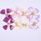 6pcs Pressed flower diy material flowers dried flowers