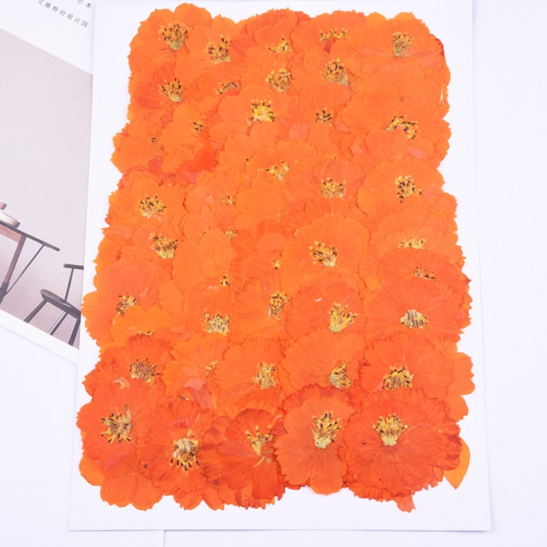 6pcs chrysanthemum Pressed flower diy material flowers dried flowers