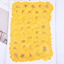 6pcs chrysanthemum Pressed flower diy material flowers dried flowers