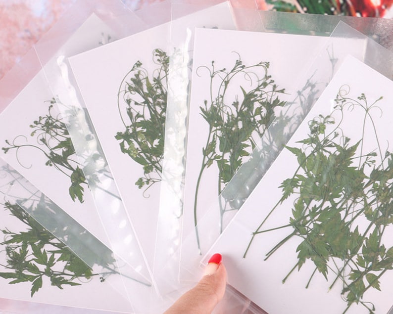 30pcs Really Natural Dried Leaves DIY Plant Specimens Pressed Herbarium Real Leaf Jewelry Making Filler Handmade Flower aterial