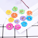 12pcs Cherry blossoms Pressed flower diy material flowers dried flowers