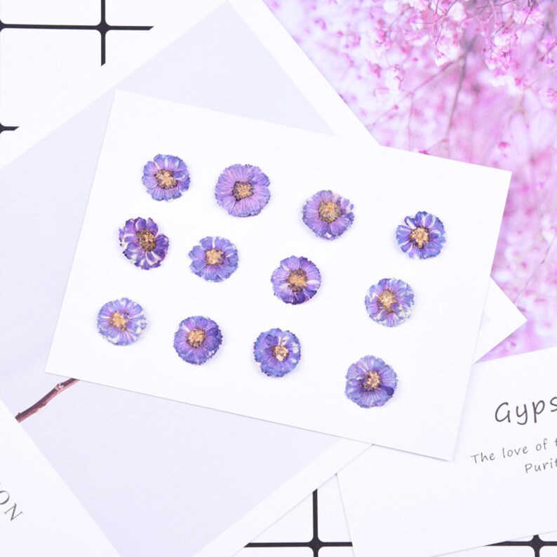 12pcs Cherry blossoms Pressed flower diy material flowers dried flowers