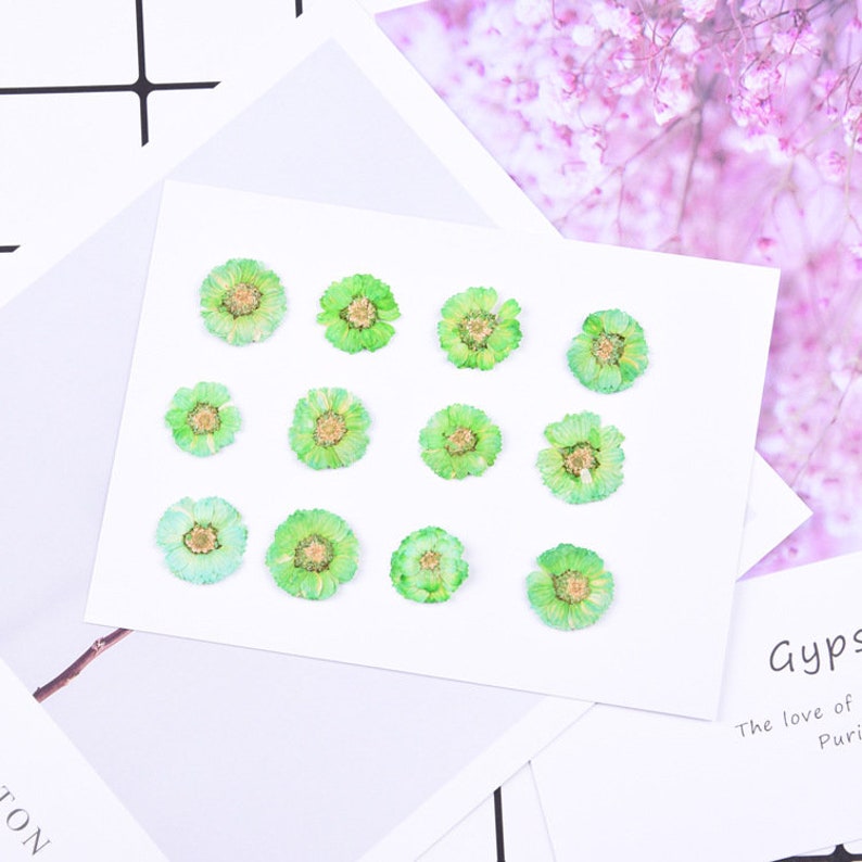 12pcs Cherry blossoms Pressed flower diy material flowers dried flowers