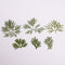 6pcs Really Natural Dried Leaves DIY Plant Specimens Pressed Herbarium Real Leaf Craft Variety Jewelry Making Filler Handmade Flower aterial