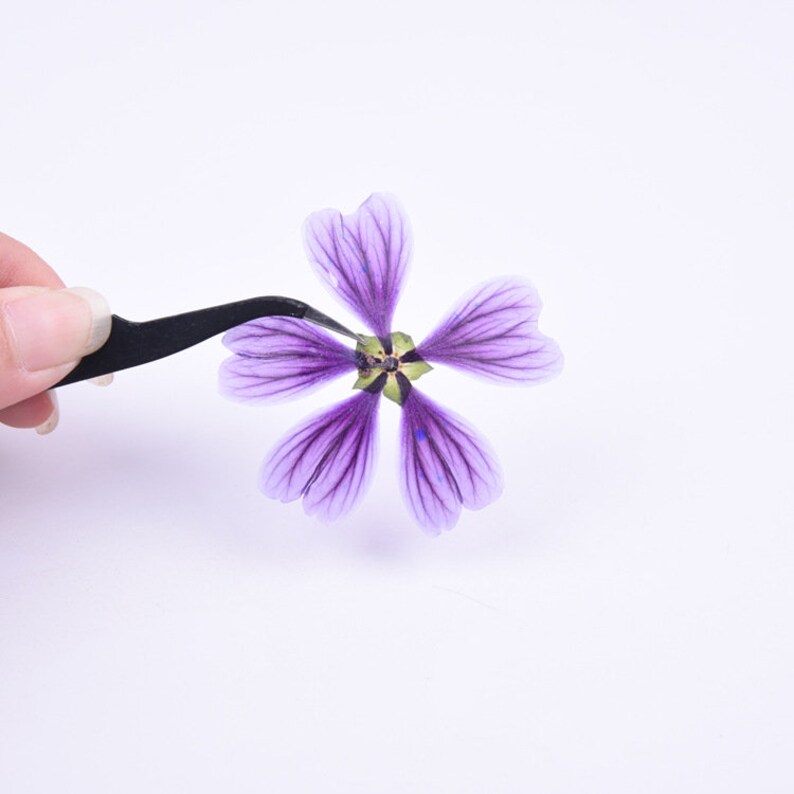 8pcs Pressed flower diy material flowers dried flowers