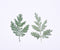 12pcs Artemisia leaf Stain green Leaves Real Leaf Craft Variety Jewelry Making Filler Handmade Flower aterial