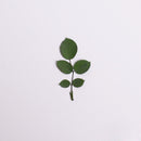 12pcs Natural Dried Leaves Rose leaf Herbarium Real Leaf Craft Variety Jewelry Making Filler Handmade Flower aterial