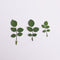 12pcs Natural Dried Leaves Rose leaf Herbarium Real Leaf Craft Variety Jewelry Making Filler Handmade Flower aterial