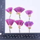 8pcs Pressed flower diy material flowers dried flowers