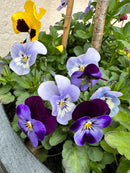 Pressed Flowers Necklace Pansy Viola Purple Blue 14K Handmade Necklace, Real Pressed Flowers, Gifts for her