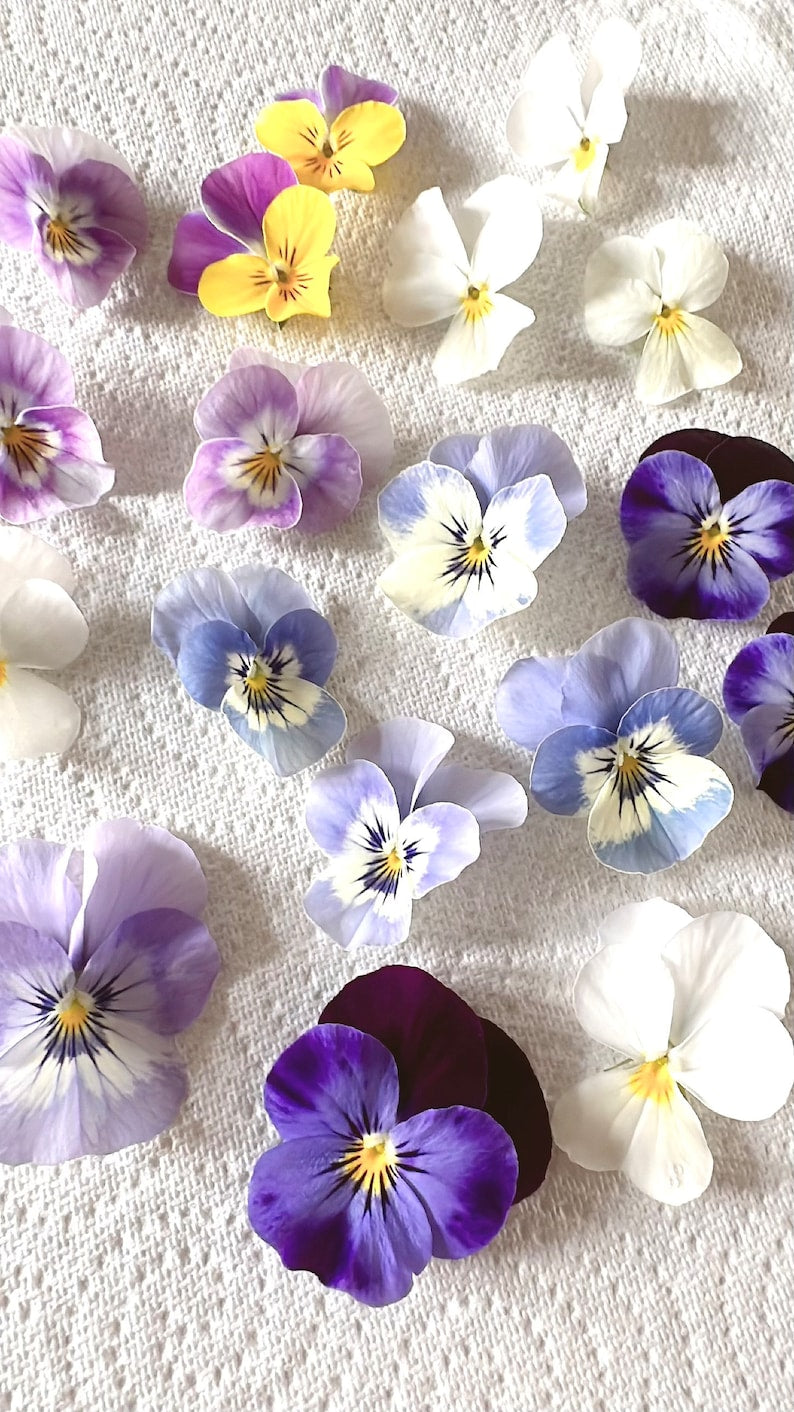 Pressed Flowers Necklace Pansy Viola Purple Blue 14K Handmade Necklace, Real Pressed Flowers, Gifts for her