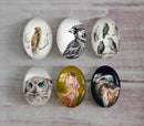 Handmade oval Photo Glass Cabochons animal eagle A495