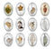 Handmade oval Photo Glass Cabochons Leaves A628