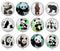 Handmade Round Photo Glass Cabochon panda 1168B