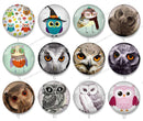 Handmade Round Photo Glass Cabochon owl 1172B