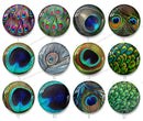 Handmade Round Photo Glass Cabochon feather 1345B