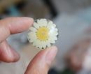 2pcs Handmade Resin 25mm Resin Cabochons,real White chrysanthemum Pressed flower Pendant jewelry necklace