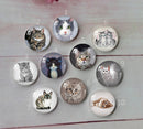 Handmade Round Photo Glass Cabachon  animal Cat A243