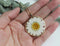 1pcs Crystal Chrysanthemum pressed flower pendant necklace jewelry